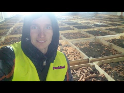 Видео: Храним морковь 5 месяцев. We store carrots for 5 months