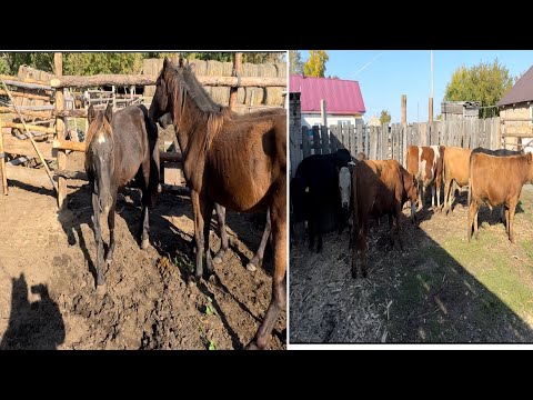 Видео: Бұзау бұқаларды және тайларды үйге бордақыға әкелдік. Жем сатып алынды….