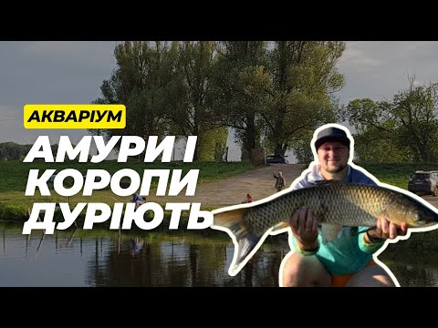 Видео: Ловимо коропів  та амурів в Аквариумі