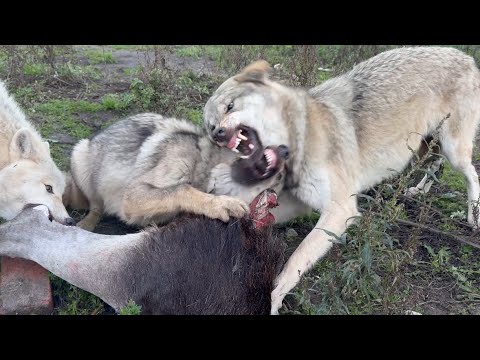Видео: Волчата звереют 😱‼️ Молодые волчицы уступают дерзким канадским волчатам ‼️