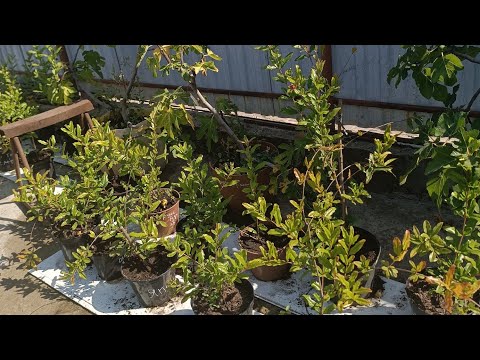 Видео: Продаємо саджанці гранату і інжиру.