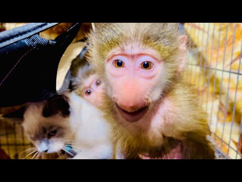 Видео: СМЕХ да и только! Вы только посмотрите КАК Степа и Маня ПРЯЧУТ от меня КОТА и не дают ему выйти)))