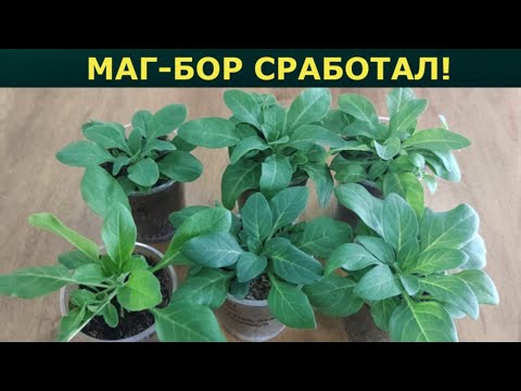 Видео: МАГ- БОР СРАБОТАЛ!