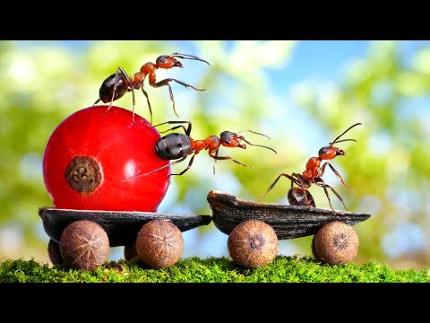Видео: Кто из животных настоящий трудяга?