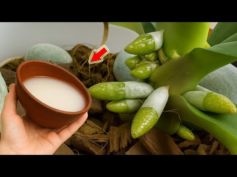 Видео: Всего один раз полейте! Каждая ветка орхидеи распустит сотни цветов, корни будут здоровыми!