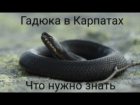 Видео: Гадюка в Карпатах, что нужно знать?