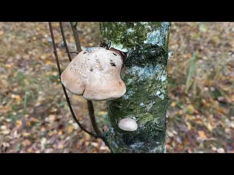 Видео: Ставы октябрь 2025