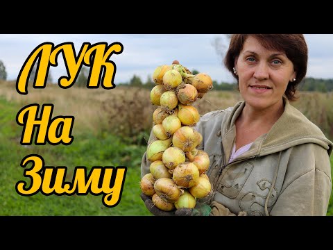 Видео: Когда убирать лук и как подготовить его для хранения зимой, дедовский способ от Фермачей в деревне