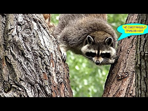 Видео: ГРИБОВ НЭТ