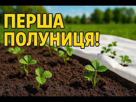 Видео: Перша полуниця: експеримент, який здивував нас