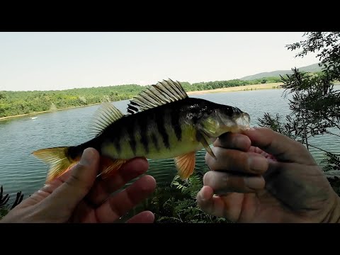 Видео: Интензивен спининг риболов на Костури /// Perch fishing