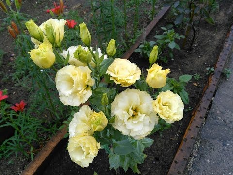 Видео: Эустома после срезки.