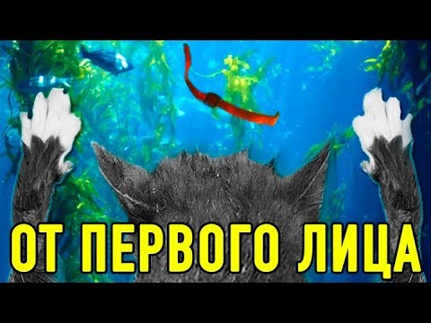 Видео: КОРОЧЕ ГОВОРЯ, Я УТОНУЛА! ОТ ПЕРВОГО ЛИЦА ГЛАЗАМИ КОШКИ КИСЫ АЛИСЫ