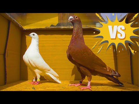 Видео: Мои Высоколётные голуби Спасли голубёнка ГИГАНТА 😍