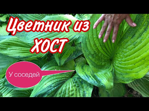 Видео: КЛУМБА без СОРНЯКОВ. Самая беспроблемная. Посадил и забыл. Декоративный цветник из ХОСТ.#хосты#сад