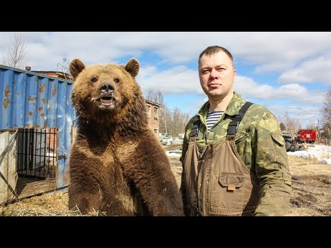 Видео: Пилот и медведь: невероятная дружба, начавшаяся на взлетной полосе.