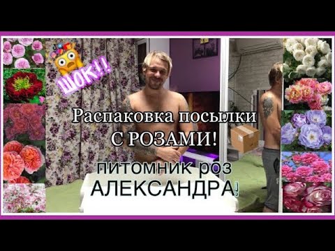 Видео: Розы АЛЕКСАНДРА | Распаковка ПОСЫЛКИ