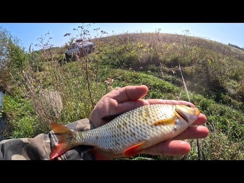 Видео: Клювання 🐟краснопірки на поплавочну вудку.  🎣Рибалка по  течії.👍