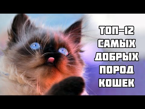 Видео: Самые ласковые и добрые кошки в мире: 12 пород