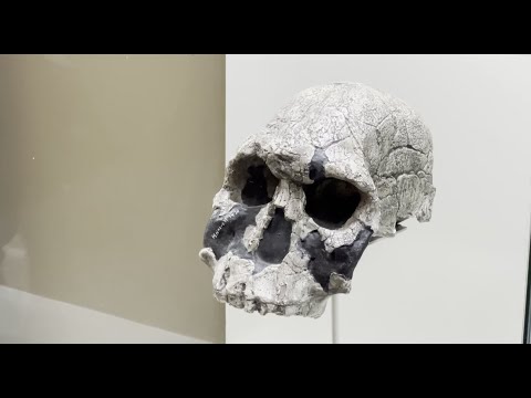 Видео: Танзания со Станиславом Дробышевским. Лекция в музее олдувай.