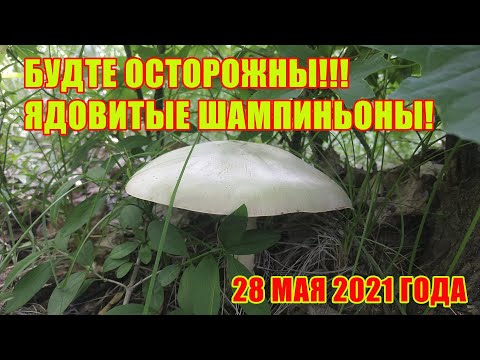 Видео: Ядовитые шампиньоны!!! Будьте осторожны!!! Шампиньон желтокожий 28 мая 2021 года!
