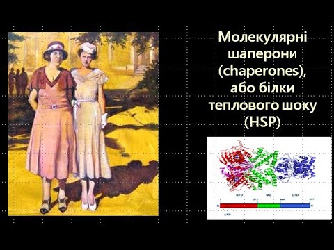 Видео: Молекулярні механізми старіння: протеостаз 2 частина