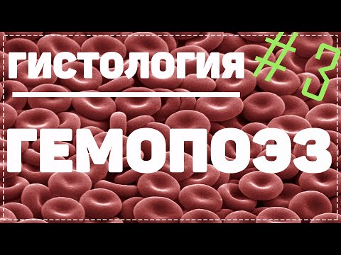 Видео: Гемопоэз 3 / КАК ОБРАЗУЕТСЯ КРОВЬ / Гистология