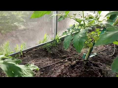 Видео: Припять белая рыбка хорошо отзывается