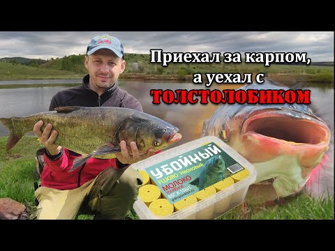 Видео: Первая рыбалка с ночевкой 2025🌙 Рыбалка на карпа и толстолобика 🔥 #рыбалка #fishing #carpfishing