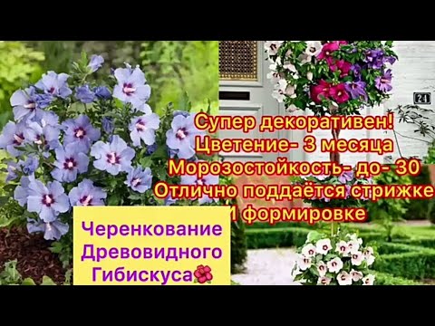 Видео: Черенкование древовидного гибискуса🌺;Гибискус - сплошные достоинства!❤️Посадите и не пожалеете!😉