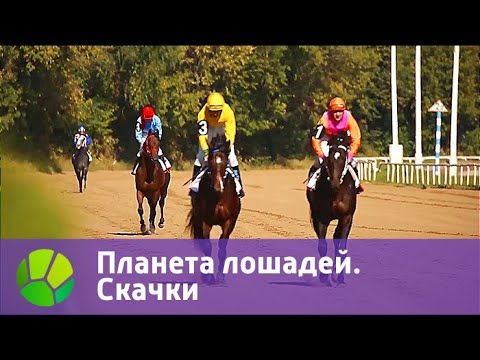 Видео: Планета лошадей. Скачки | Живая Планета
