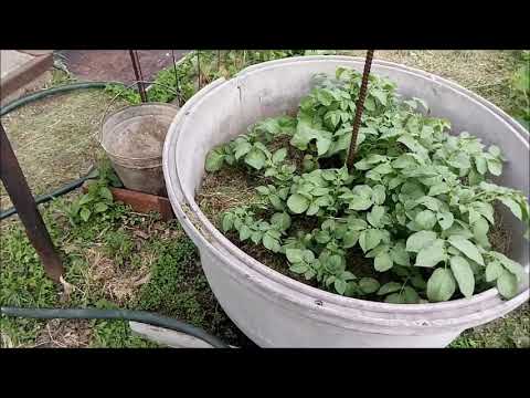 Видео: Восточный Казахстан   Картошка в бочке 2021 г