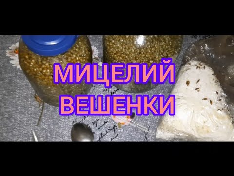 Видео: Мицелий вешенки