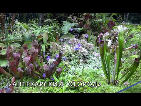 Видео: АПТЕКАРСКИЙ ОГОРОД