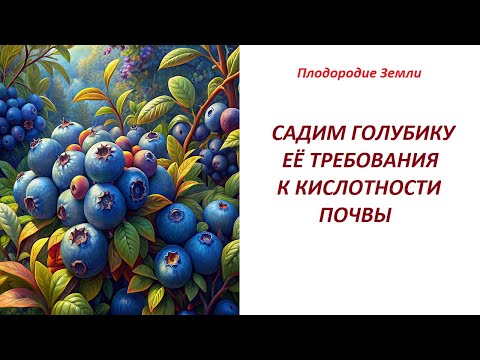 Видео: Голубика, пробуем сажать, подбираем состав субстрата №505/24