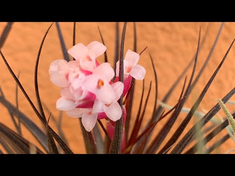 Видео: Tillandsia уход. Тиллансии в доме. Как приручить тилландсию.