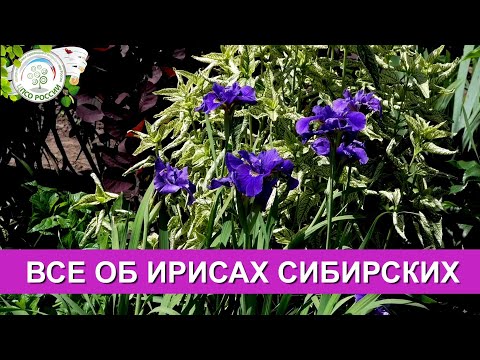 Видео: Ирисы Сибирские. Что нужно знать о сибирских ирисах.