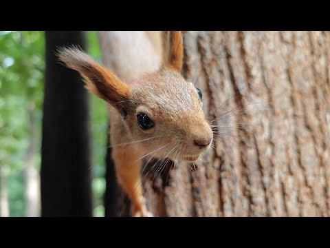 Видео: Я уже отращиваю зимний мех, а ты отращиваешь?) 😃🤗 Im growing my winter fur already, and u?)