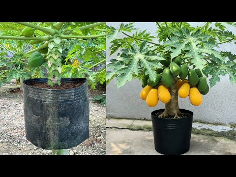 Видео: Метод отводкового размножения папайи для выращивания карликовых деревьев