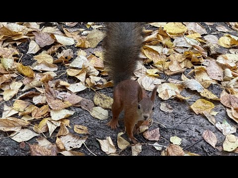 Видео: ПРИВЕТ ОТ БЕЛОЧЕК🐿️ НЕ ЗАБЫВАЙТЕ ДЕЛАТЬ ДОБРО❤️