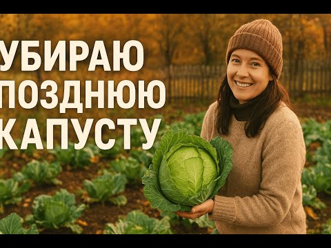 Видео: Убираю позднюю капусту.Мой урожай и как сохранить его на зиму.