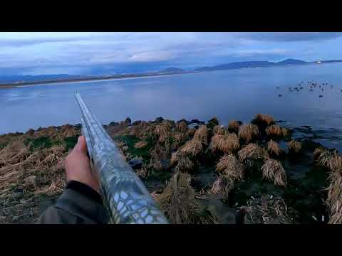Видео: Камчатка, перелетная утка на лайде. 