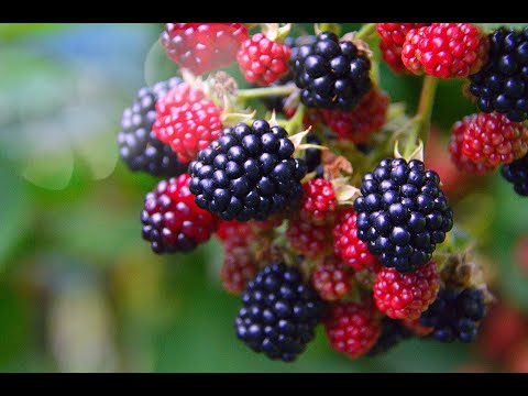 Видео: Вино из Ежевики 1 часть