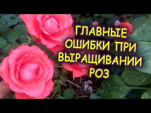 Видео: Семь советов как выращивать розы. Розы уход и выращивание. Главные ошибки при выращивании роз.