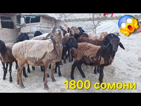 Видео: Стоп савдо шудан тарафи н. Чайхун ( Кумсангир )