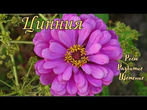 Видео: Цинния / Zinnia