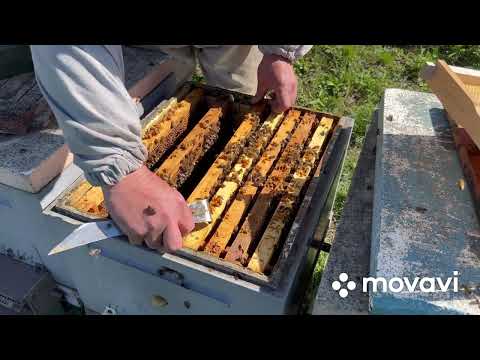 Видео: Апрельское расширение пчел вощиной. Часть 4.