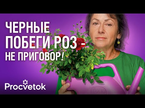 Видео: НЕ ВЗДУМАЙТЕ ВЫКОПАТЬ! Даже черные розы можно спасти, если полить их этим коктейлем