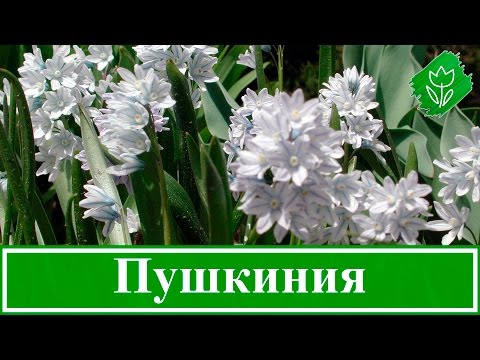 Видео: 🌼 Цветок пушкиния – посадка и уход в открытом грунте, виды и сорта пушкинии