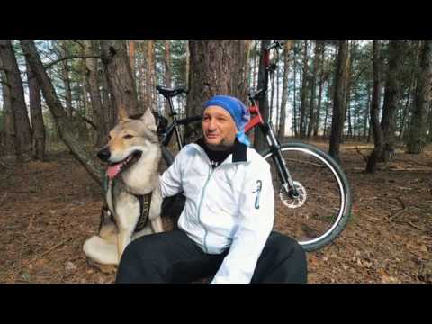 Видео: Велосипед и собака. Чехословацкий влчак по имени Хуго, тренировочный бег длиной в 50 км.